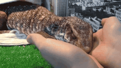 һֻ��Ҫ���˺�ƭ������˯��ƽԭ -.gif