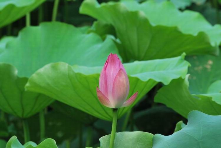 2011��6��11 109.jpg