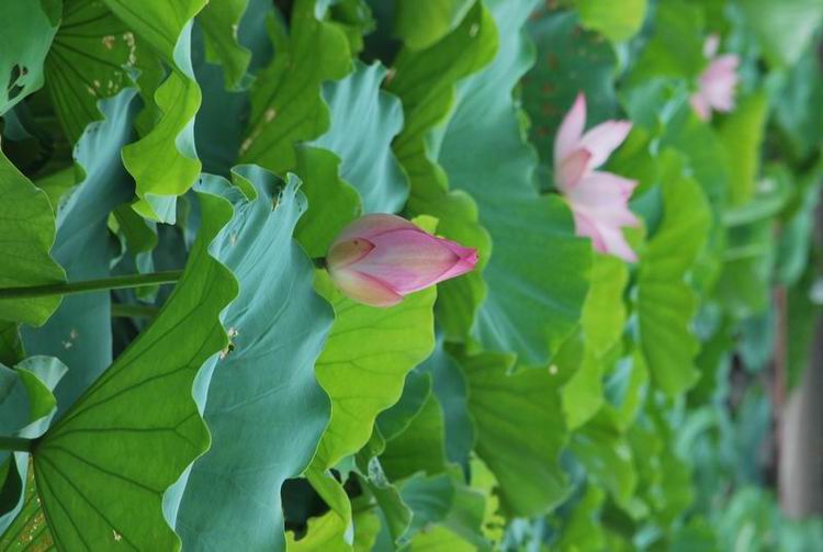 2011��6��11 093.jpg