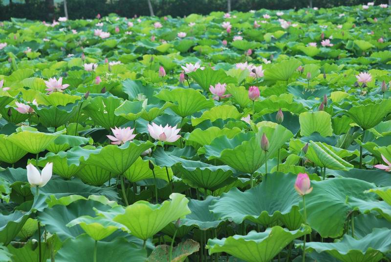 2011��6��11 069.jpg