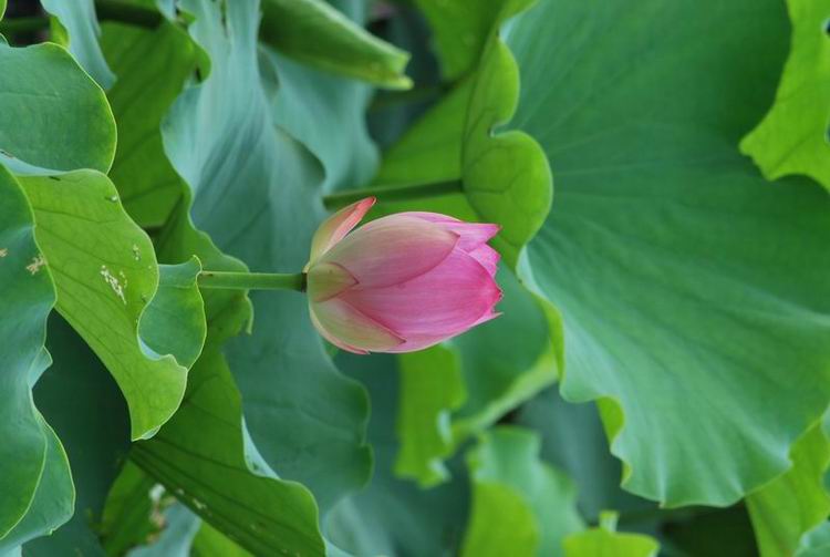 2011��6��11 086.jpg