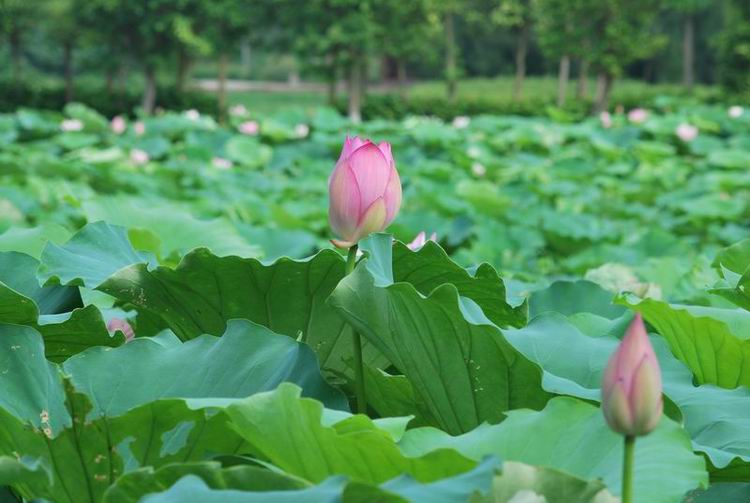 2011��6��11 136.jpg