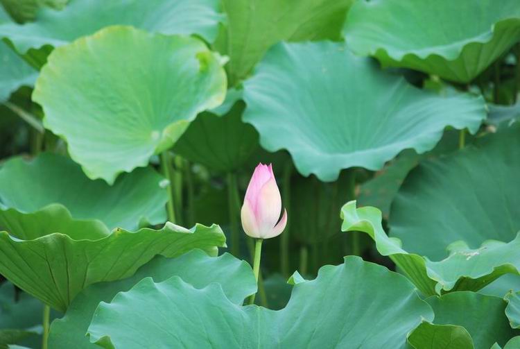 2011��6��11 002.jpg