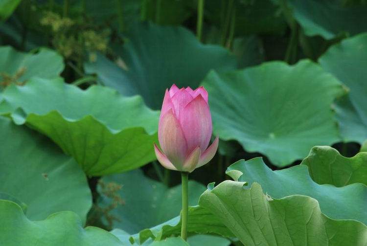 2011��6��11 102.jpg