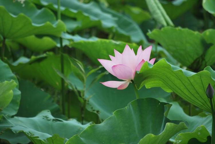 2011��6��11 058.jpg