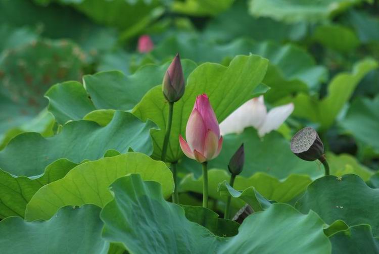 2011��6��11 071.jpg