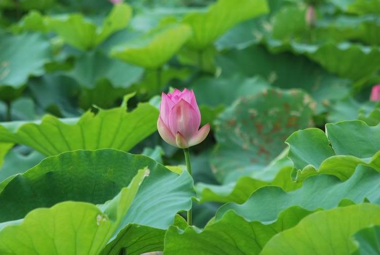 2011��6��11 070.jpg