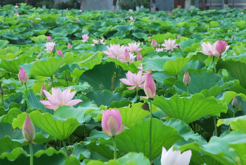 2011��6��11 089.jpg