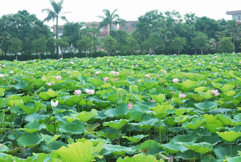 2011��6��11 068.jpg