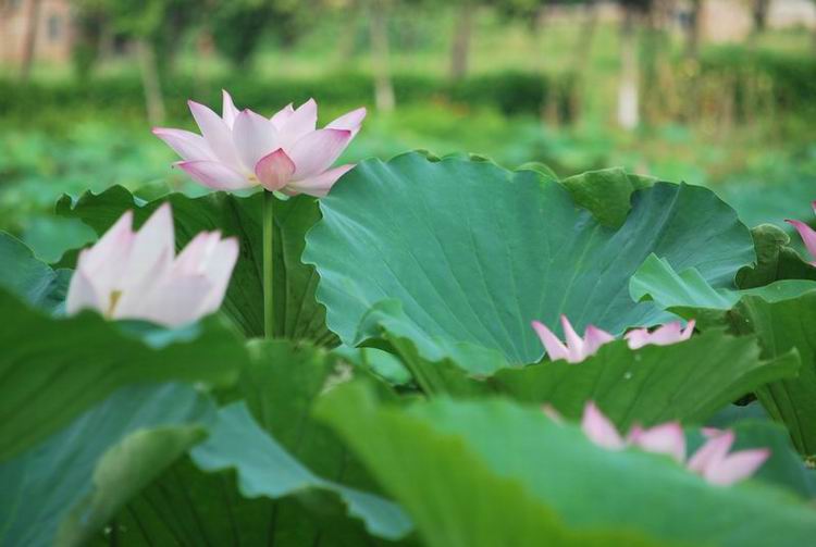 2011��6��11 001.jpg