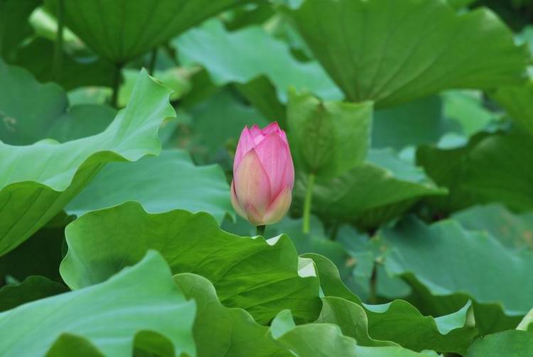 2011��6��11 107.jpg