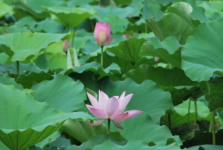 2011��6��11 111.jpg