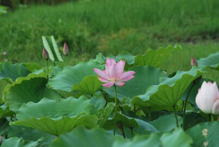 2011��6��11 073.jpg