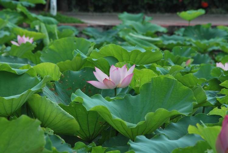 2011��6��11 095.jpg