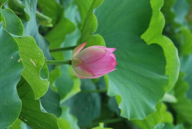 2011��6��11 087.jpg