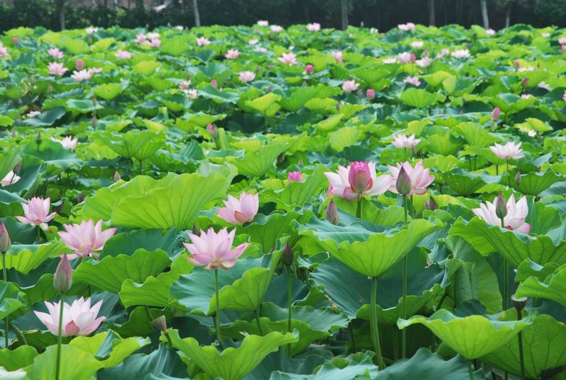 2011��6��11 078.jpg