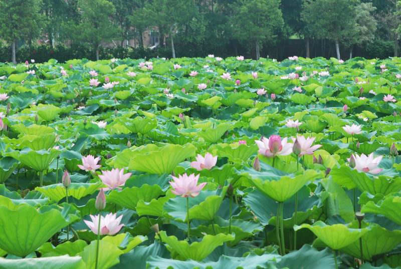 2011��6��11 077.jpg