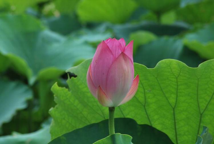 2011��6��11 097.jpg