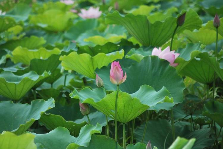 2011��6��11 059.jpg