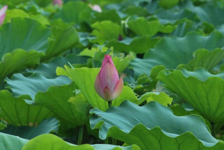 2011��6��11 096.jpg