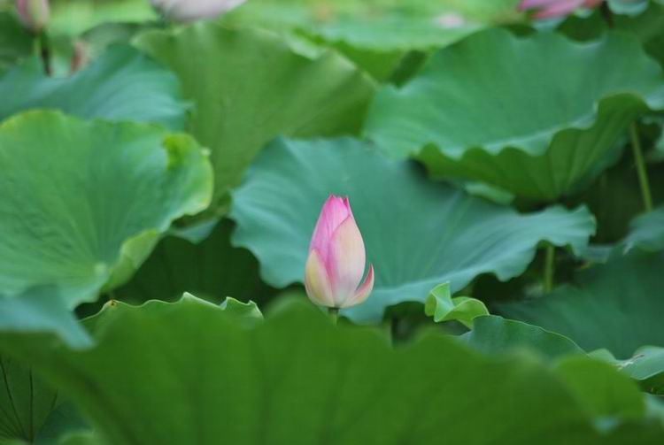 2011��6��11 003.jpg