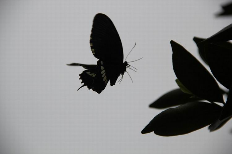 ���� IMG_0354.JPG