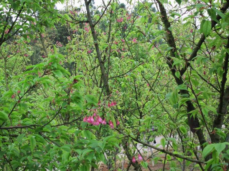 ������С IMG_0396.JPG