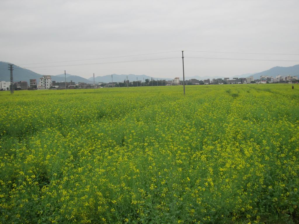 ������С IMG_0388.JPG