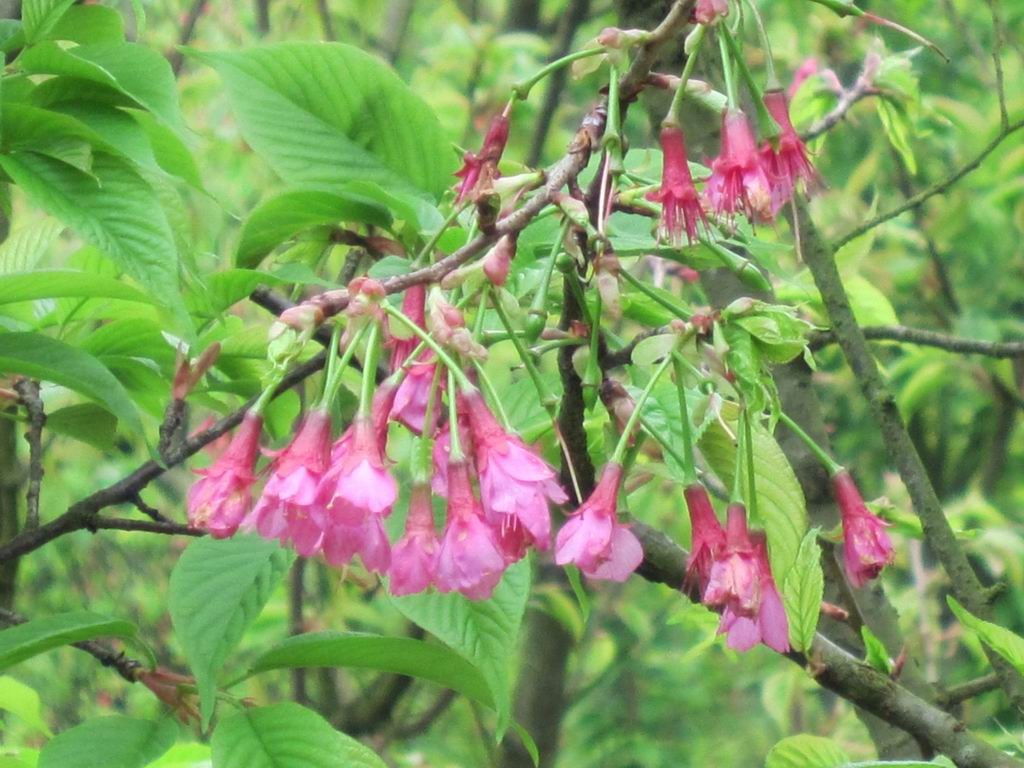 ������С IMG_0399.JPG