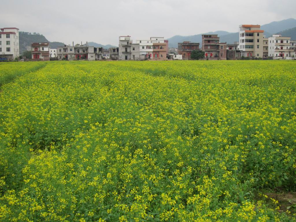 ������С IMG_0382.JPG