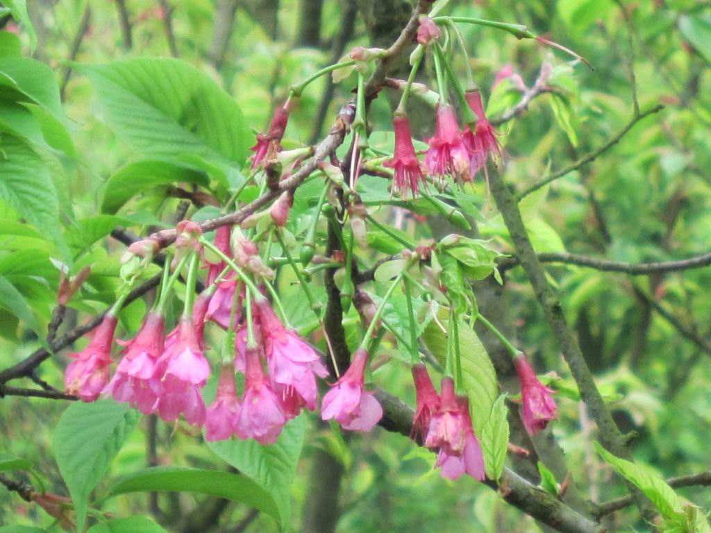 ������С IMG_0398.JPG