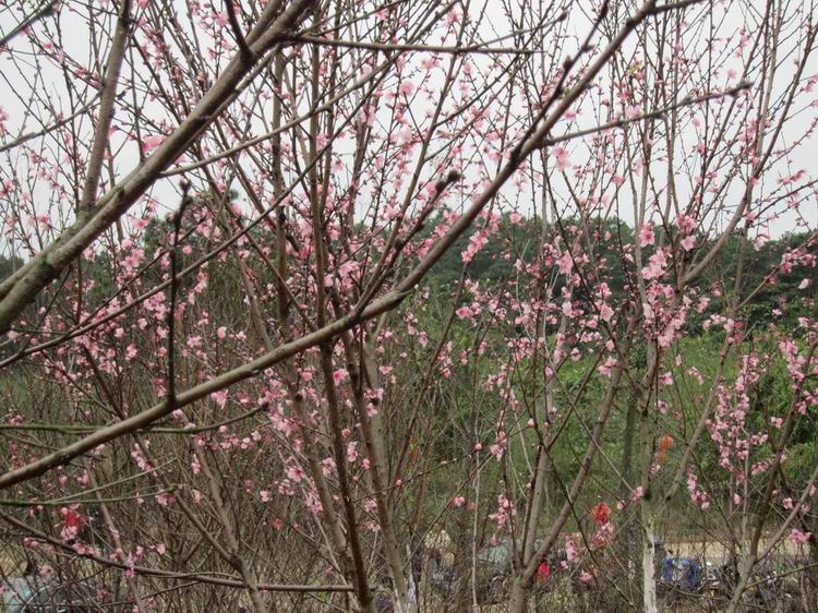 ������С IMG_0392.jpg