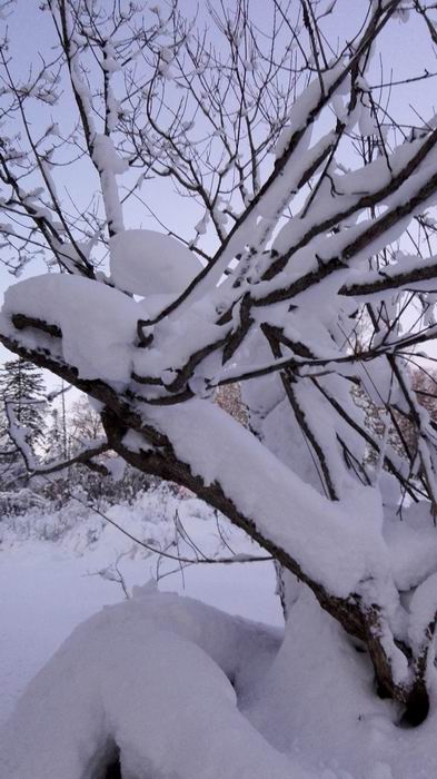 ������С IMG_20151208_063658.jpg