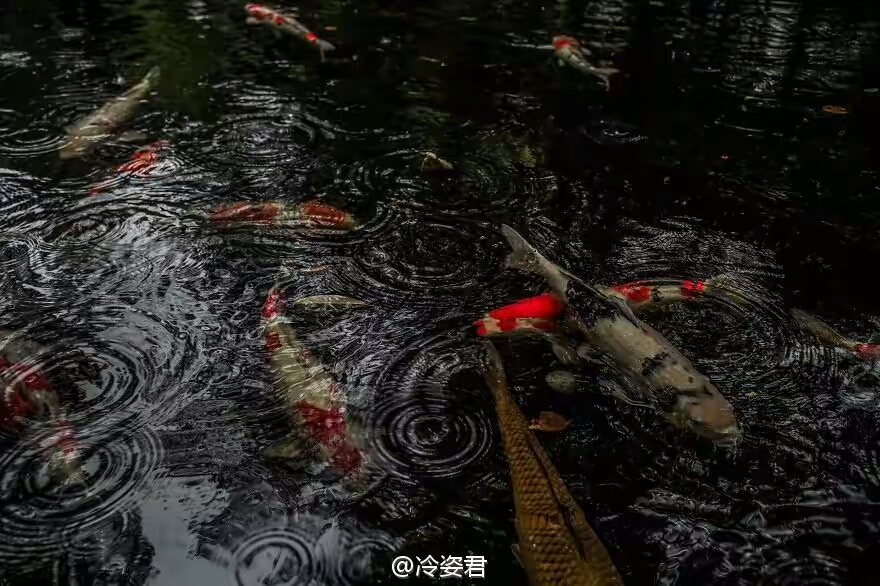 ��ͷ�µ��ձ��꼾 e7bf4c79gw1f5djjnkl69j20og0gadj2.jpg